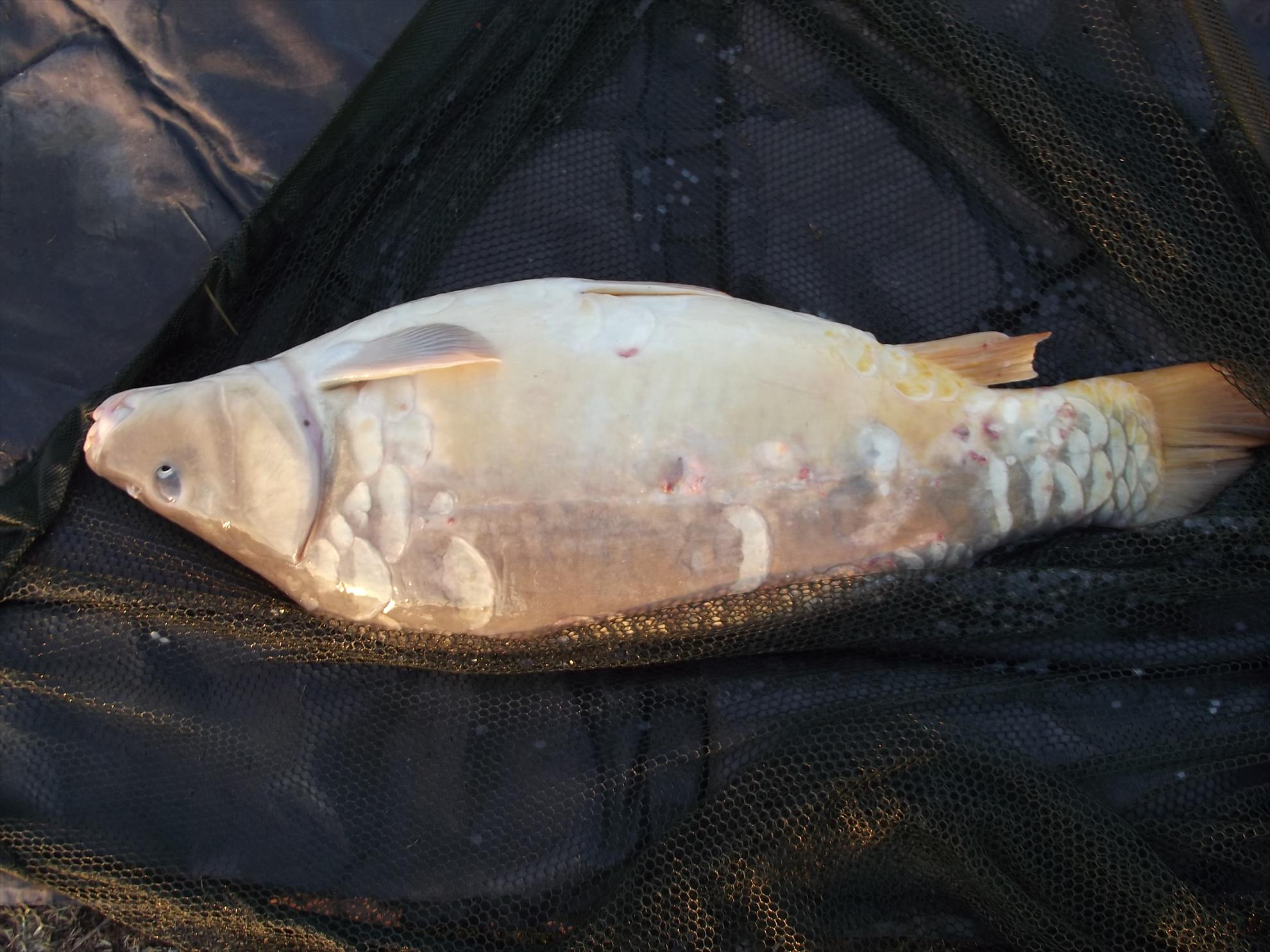 pescuit M.Vlasiei  2012 - dscf0291.JPG